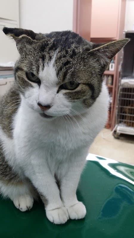 かなやま動物病院の写真