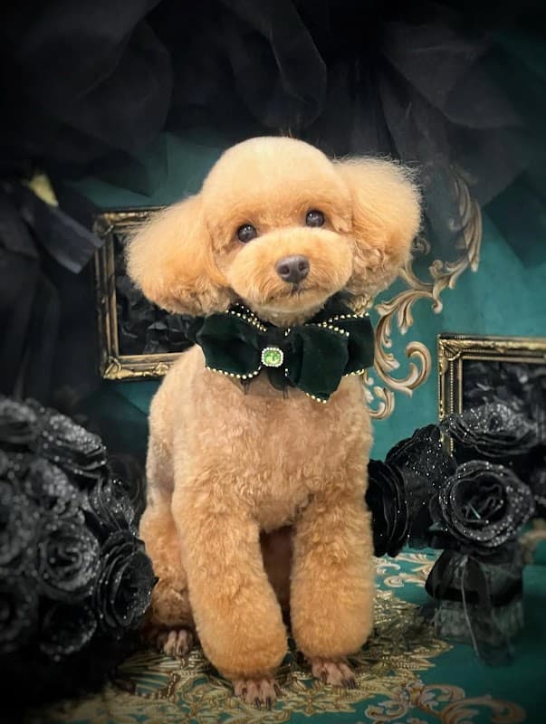 dogsalon MOANAの写真