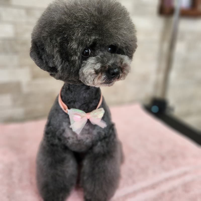 佐賀トリミングサロンDogLoversの写真1