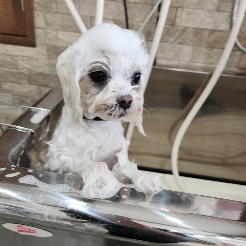 佐賀トリミングサロンDogLoversの写真2