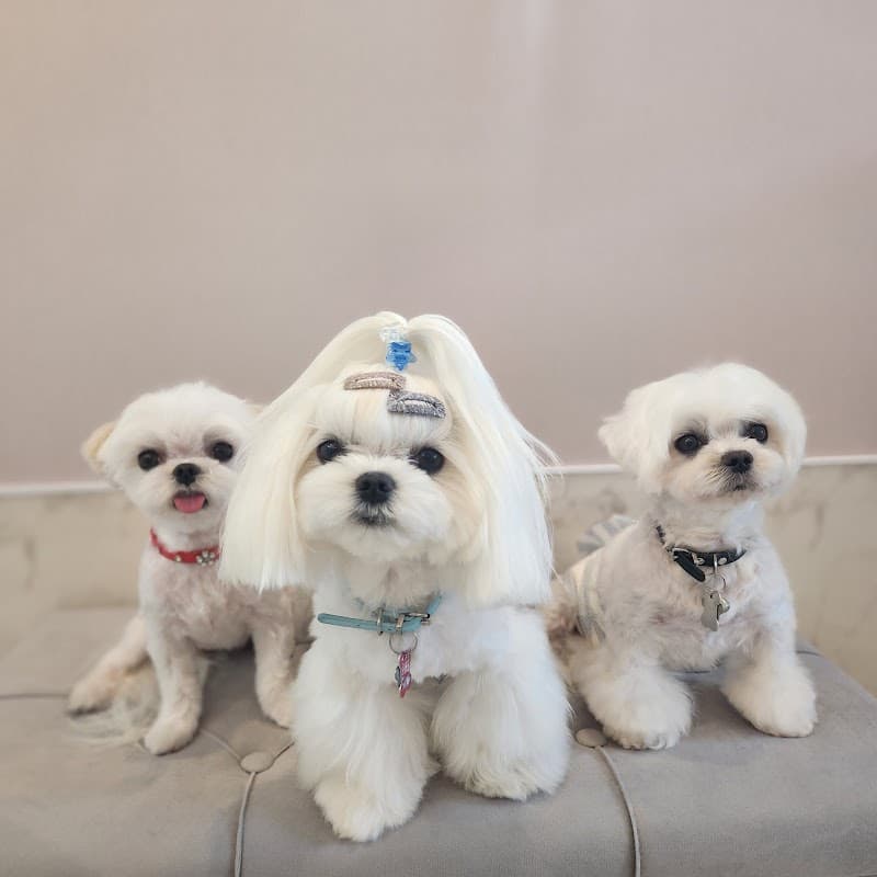 佐賀トリミングサロンDogLoversの写真3
