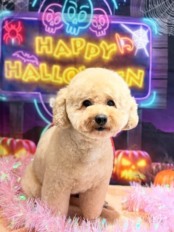DOG SALON COCONAの写真