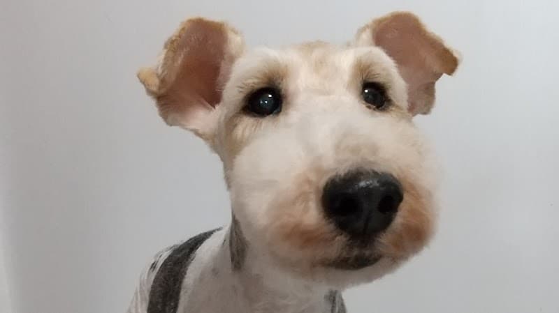 ドッグサロン INU(アイエヌユー)の写真