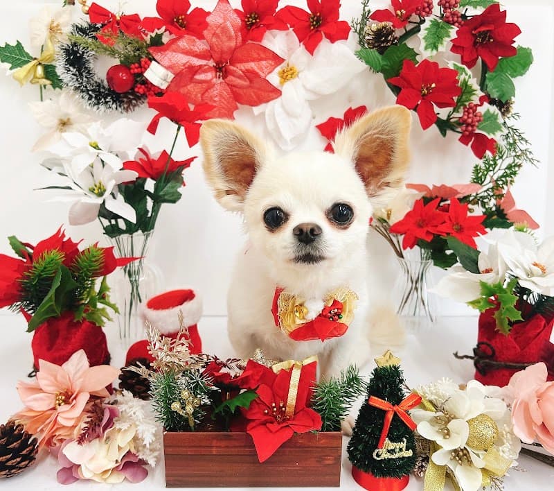 トリミングサロン LUANAの写真