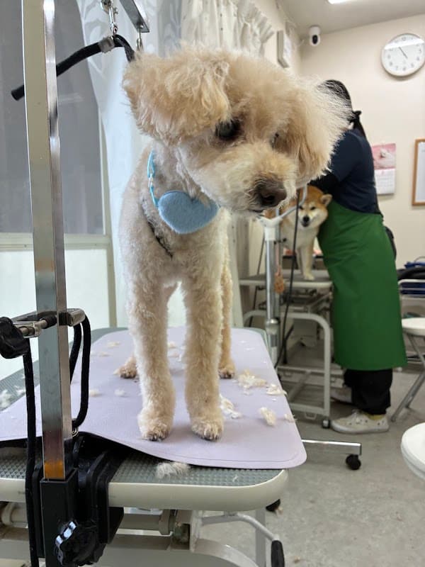 Dog salon Picnicの店内・トリミングの様子(2枚目)