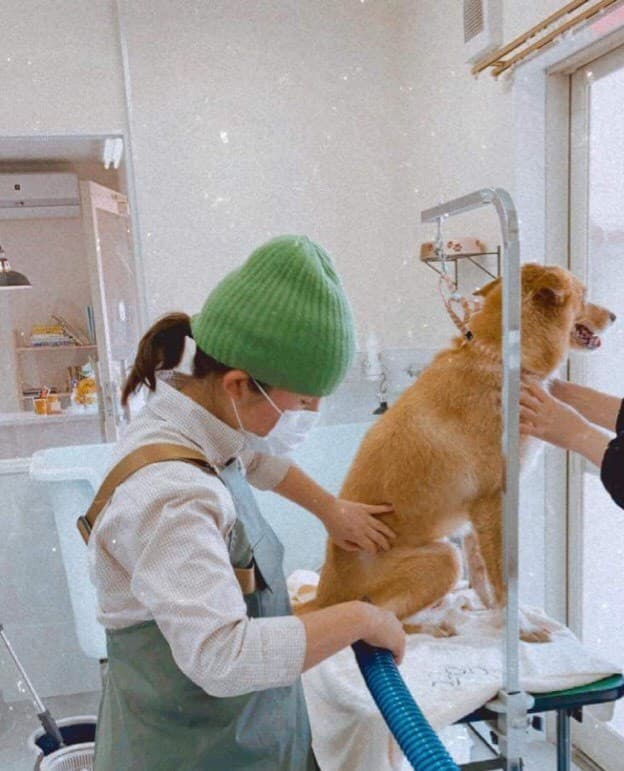 Dog salon Picnicの写真4