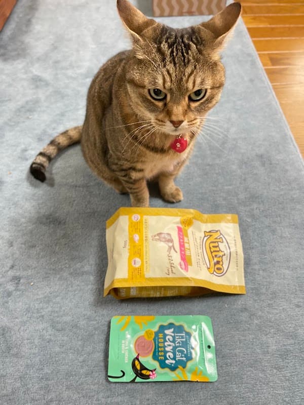 シュシュの写真