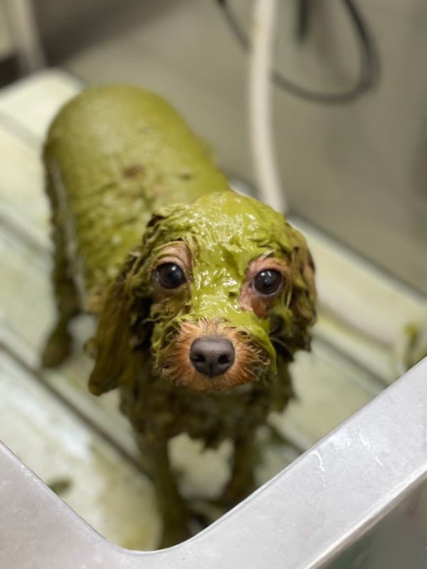 ペットサロンmikimikiの写真2