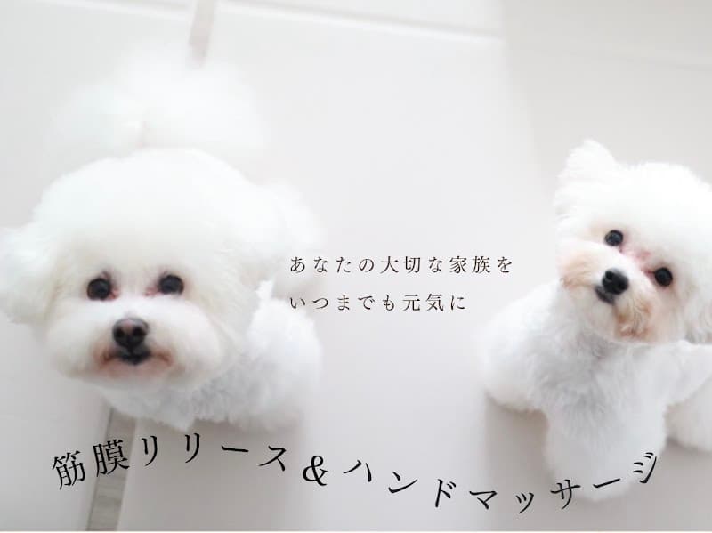 Dog salon Fleur* dog careの写真