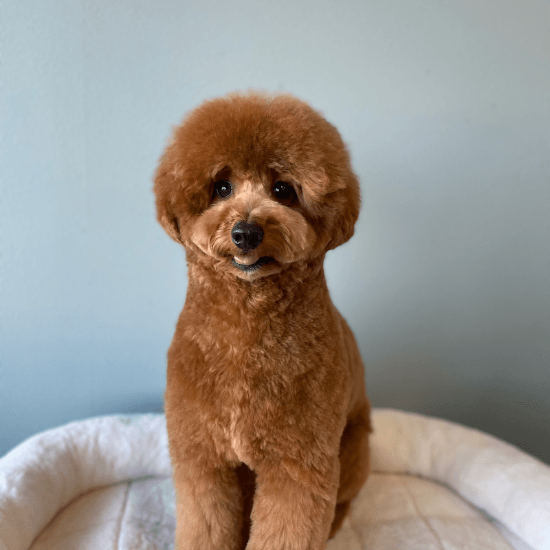Dog Care Support Glaciaの写真