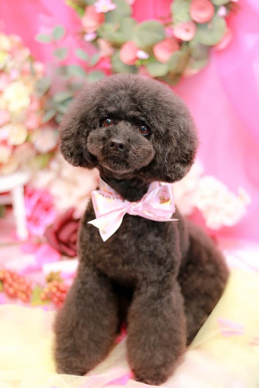 Paris dog designの写真2