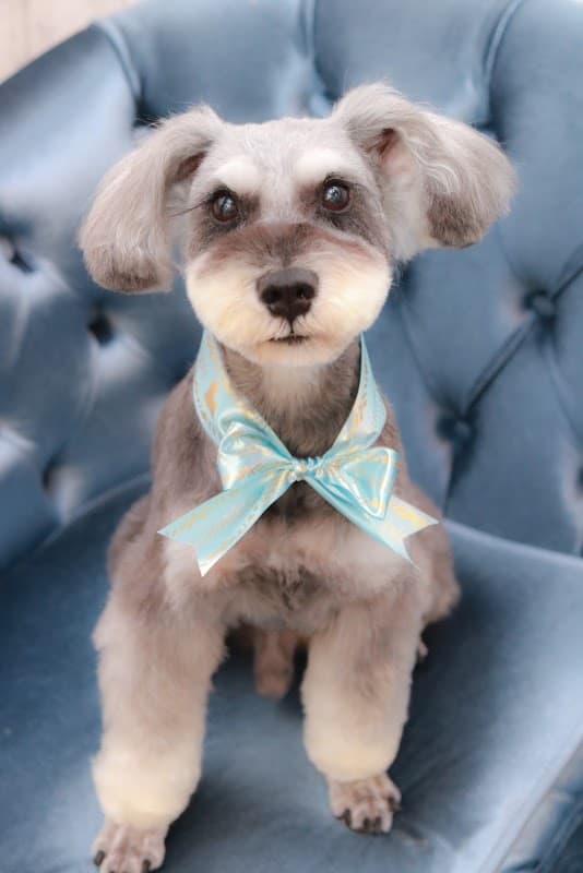 Paris dog designの写真5