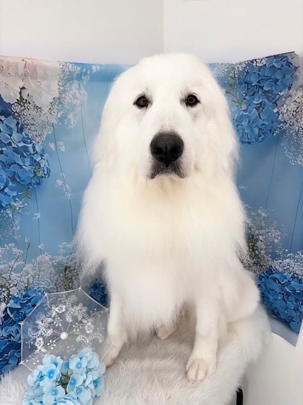 アイズドッグ山形店の写真