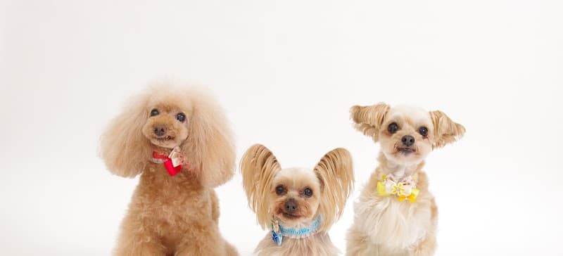 愛犬の美容室 ぷりぷりの写真