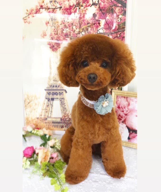 DOG care SALON Merry(メリー)の写真
