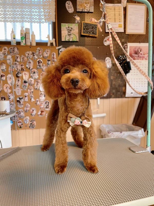 イヌのビヨウシツ メイプルの写真