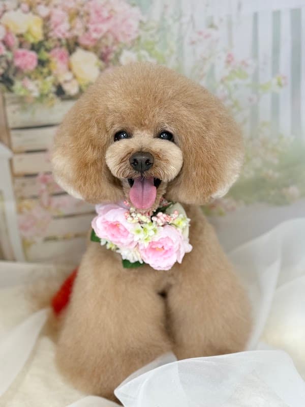 dogsalon Lykke ドッグサロン リュッケの写真