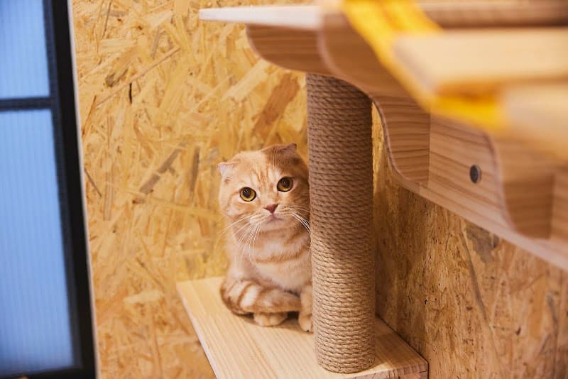 キャットサロン One care for Cat(ワンケアキャット)南麻布の写真4