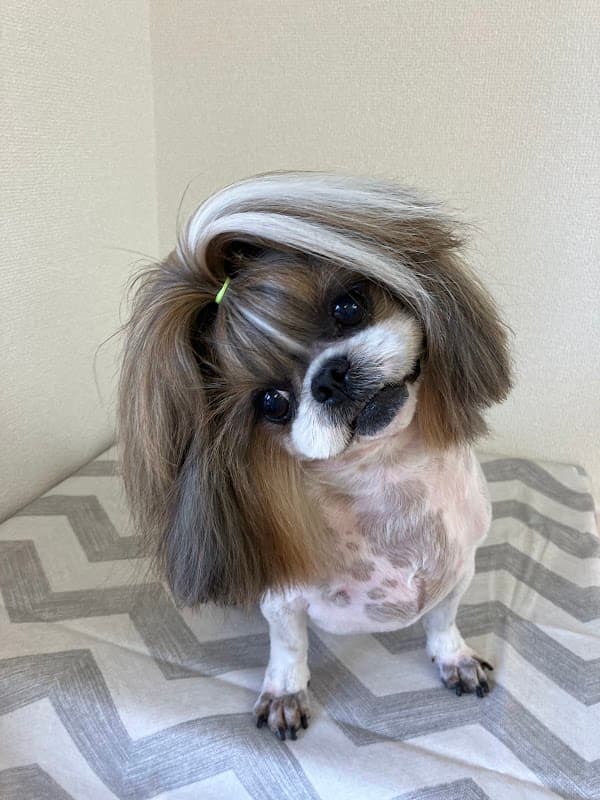 Trimming Salon Pari Passu (トリミングサロン パリパス)の写真