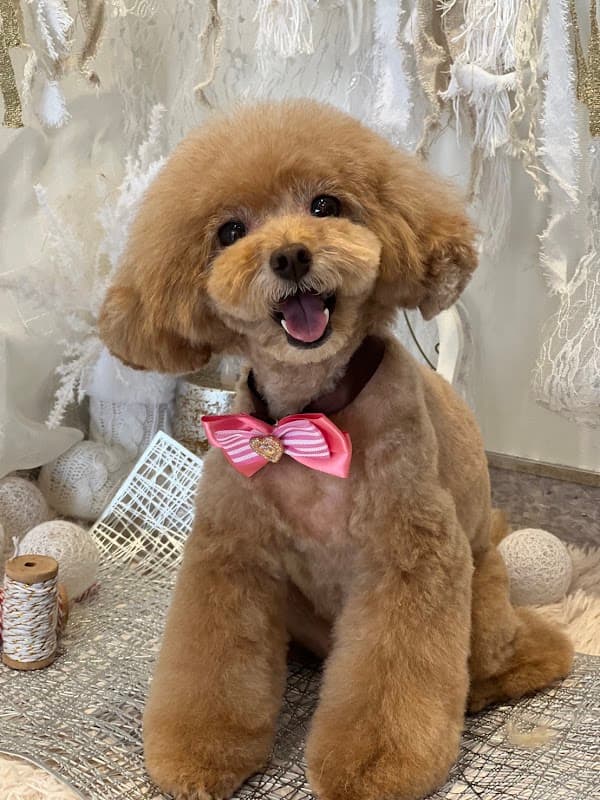Dog salon milkの写真