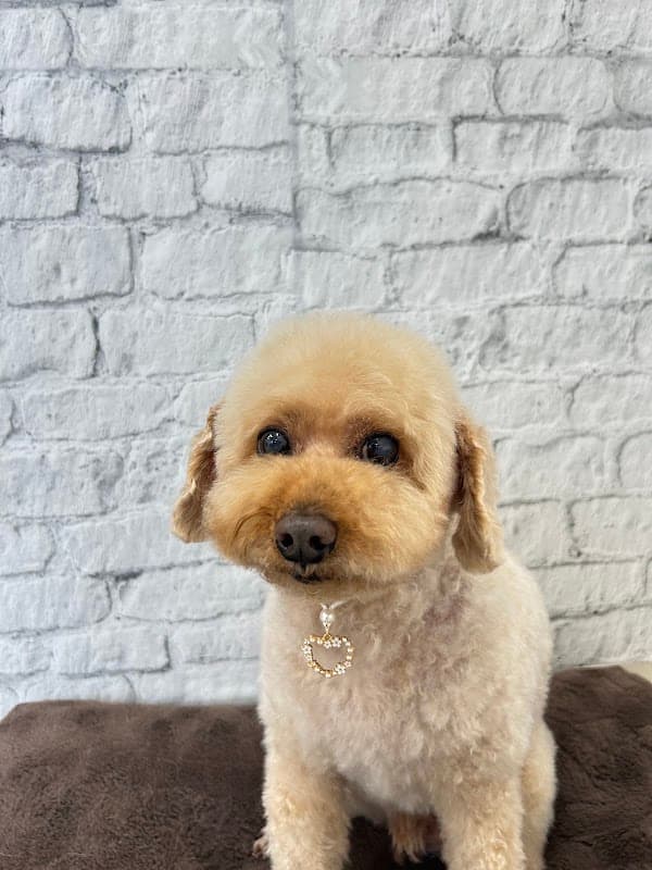 Dog Salon わんとこの写真