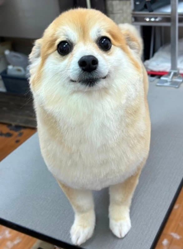 ペットショップロイヤルの写真