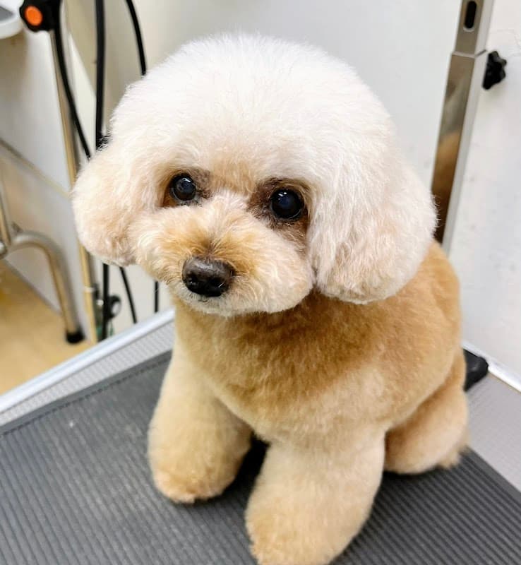 DogSalon moftyの写真