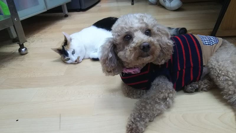 Pet Salon Sunny Sideの写真