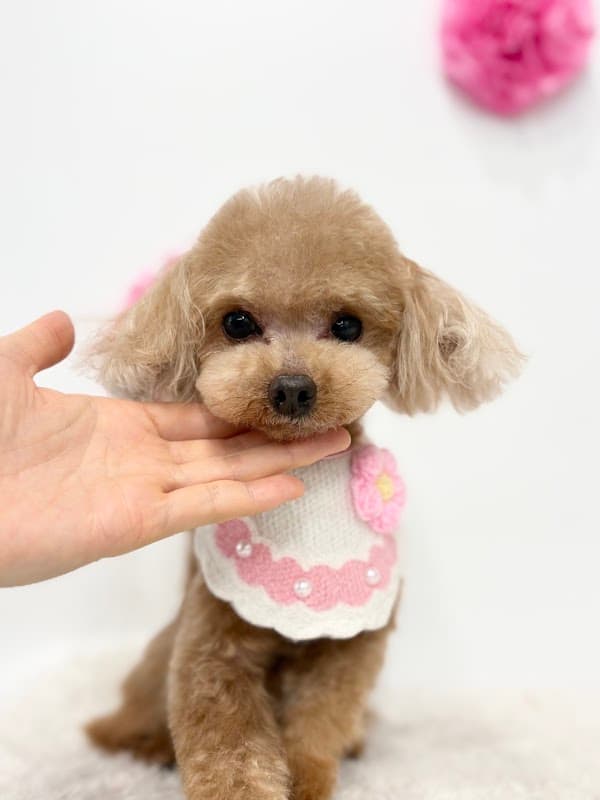 Dog salon & hotel Hug me(ハグミー)の写真