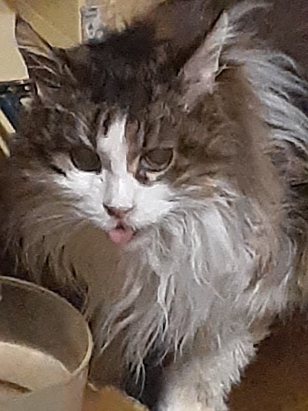 ニイツ動物病院の写真