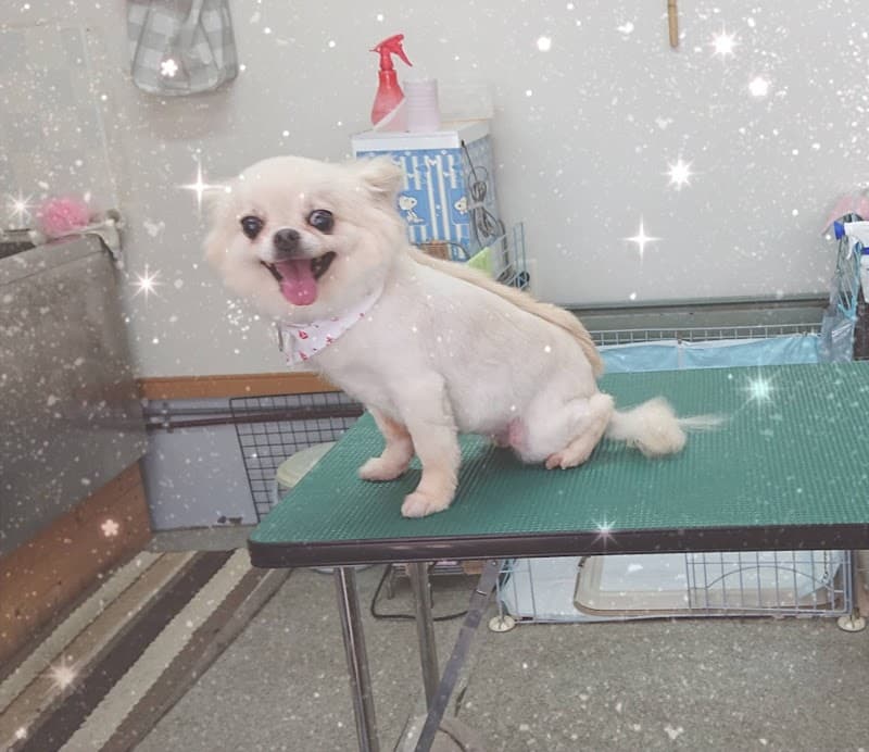 犬の美容室ドッグビューティー ロンの写真