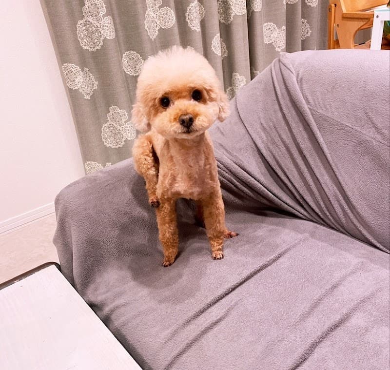 Dog salon Now communicationの写真