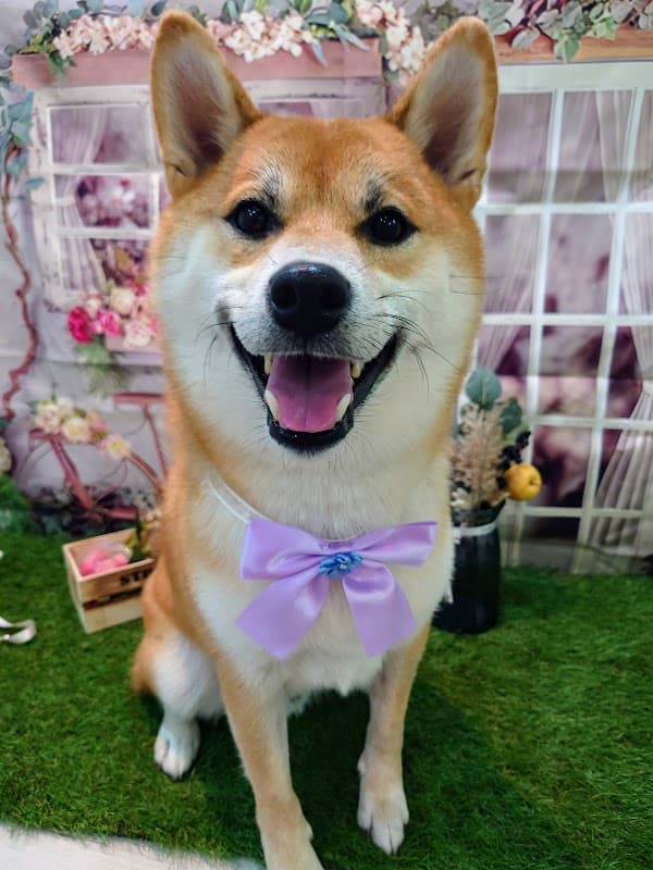 ペットサロン&ホテルJJの写真4