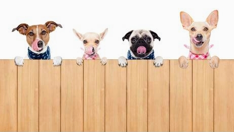 出張訪問トリミング dog laughの写真