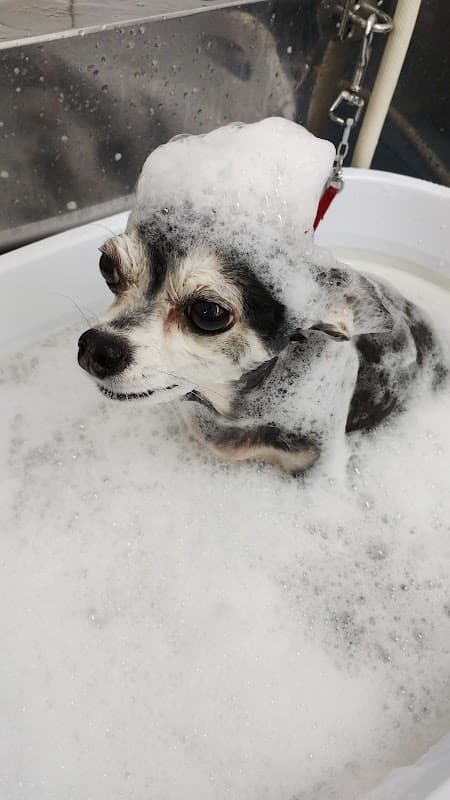 ドッグジャム (DoG JaM)の写真