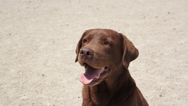 ペットホテル Happy&Luckyの写真1