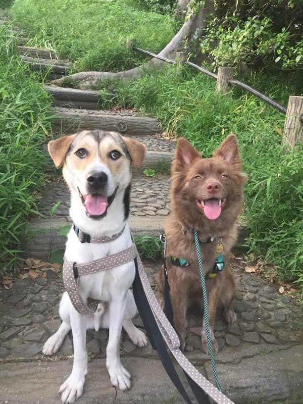 FranklinPet フランクリンペット白金の写真2
