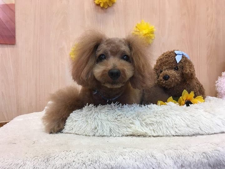 FranklinPet フランクリンペット白金の写真4
