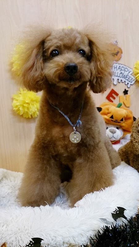 FranklinPet フランクリンペット白金の写真5