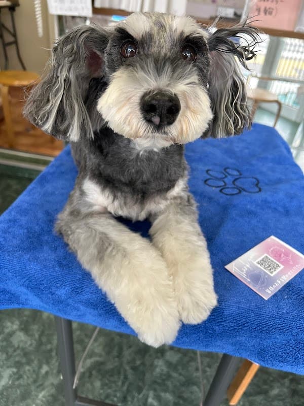 愛犬ドッグワールドの写真
