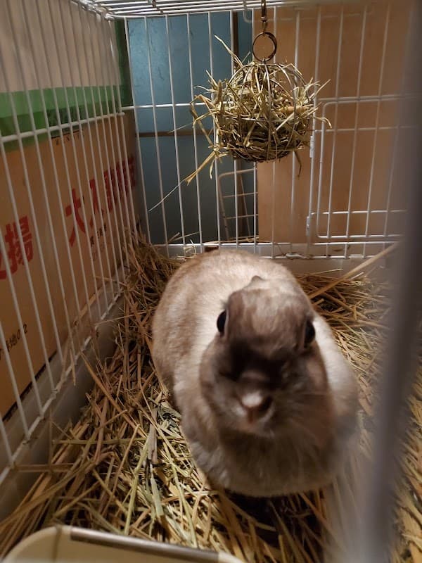 リコの動物病院の写真