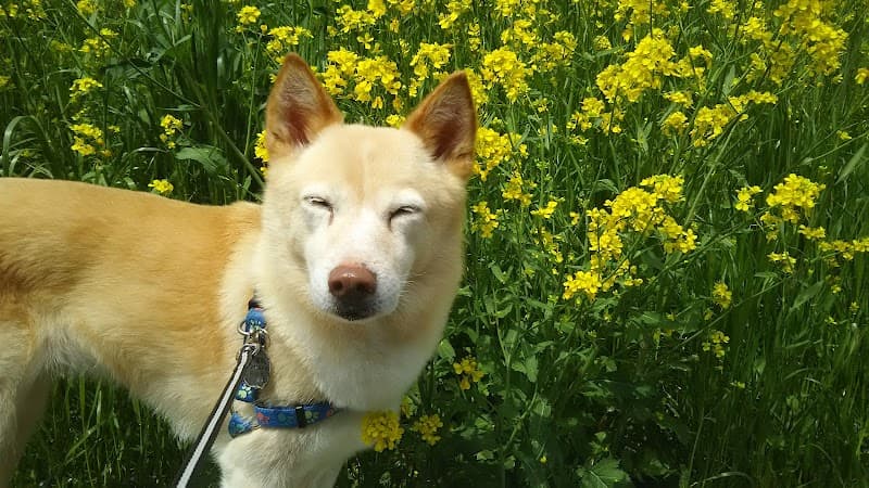 ペットホテル わえんの写真