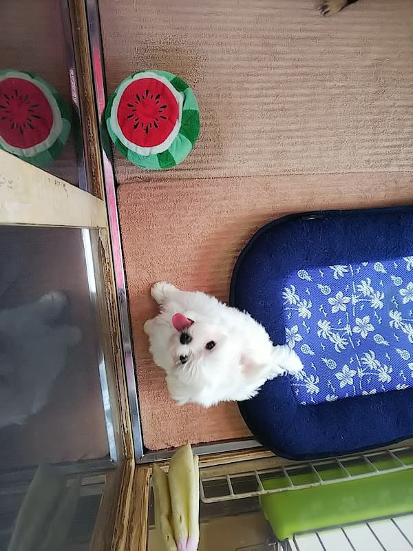 ペットサロン井上の写真2