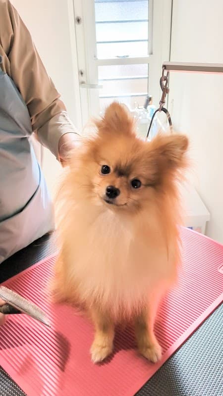 わんこのお風呂 シャンプーサロンmonmoの写真4