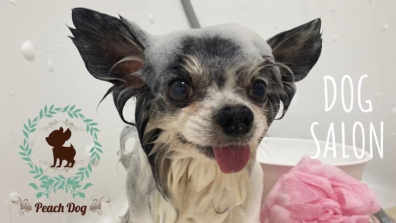 Peach Dogの写真