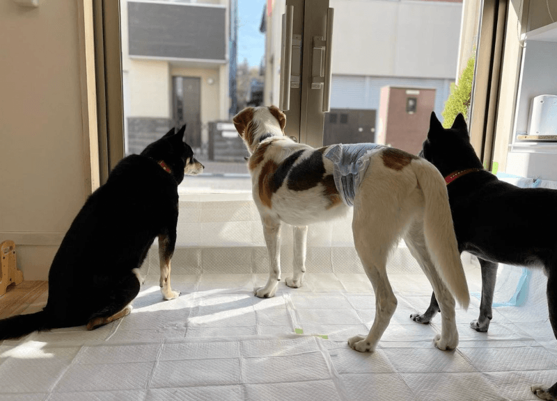ペットホテル&シッターOhanaの写真