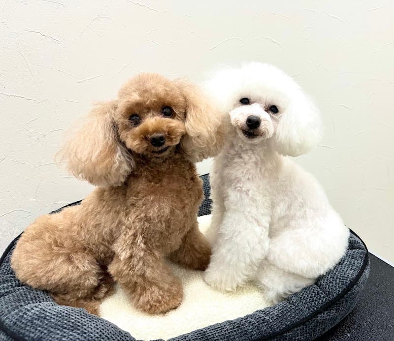 Dog Salon Baby's breathの写真