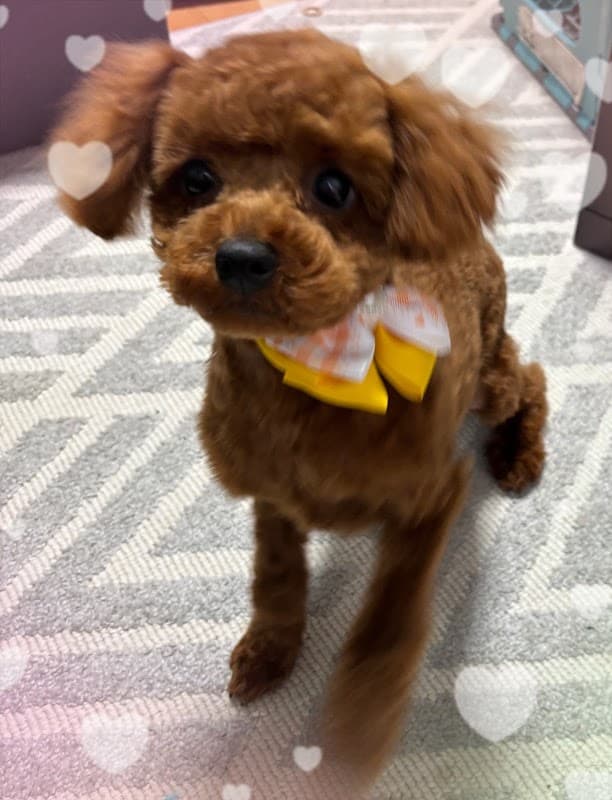 pet salon&Hotel HEART BOUQUET(ハートブーケ)の写真