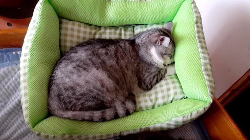 つちや動物医院の写真