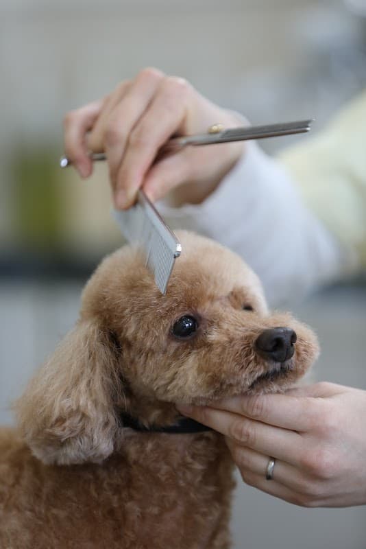 dog salon Sampo ドッグサロンサンポの写真